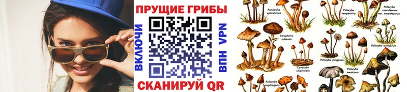 Псилоцибиновые грибы мицелий Мещовск